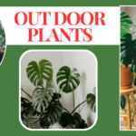 outdoor plants