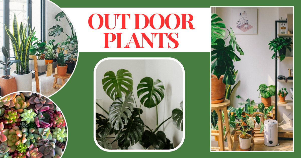 Blog 57 Best Outdoor Plants for Home Garden