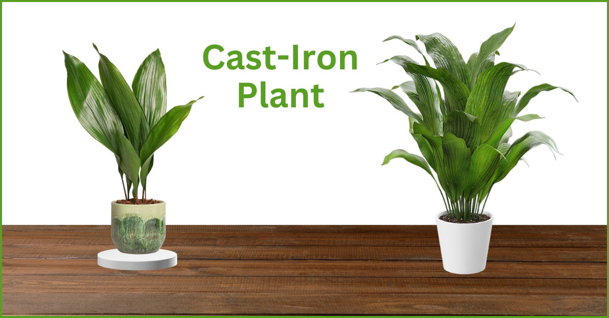 Cast-Iron Plant best indoor plant for home 
