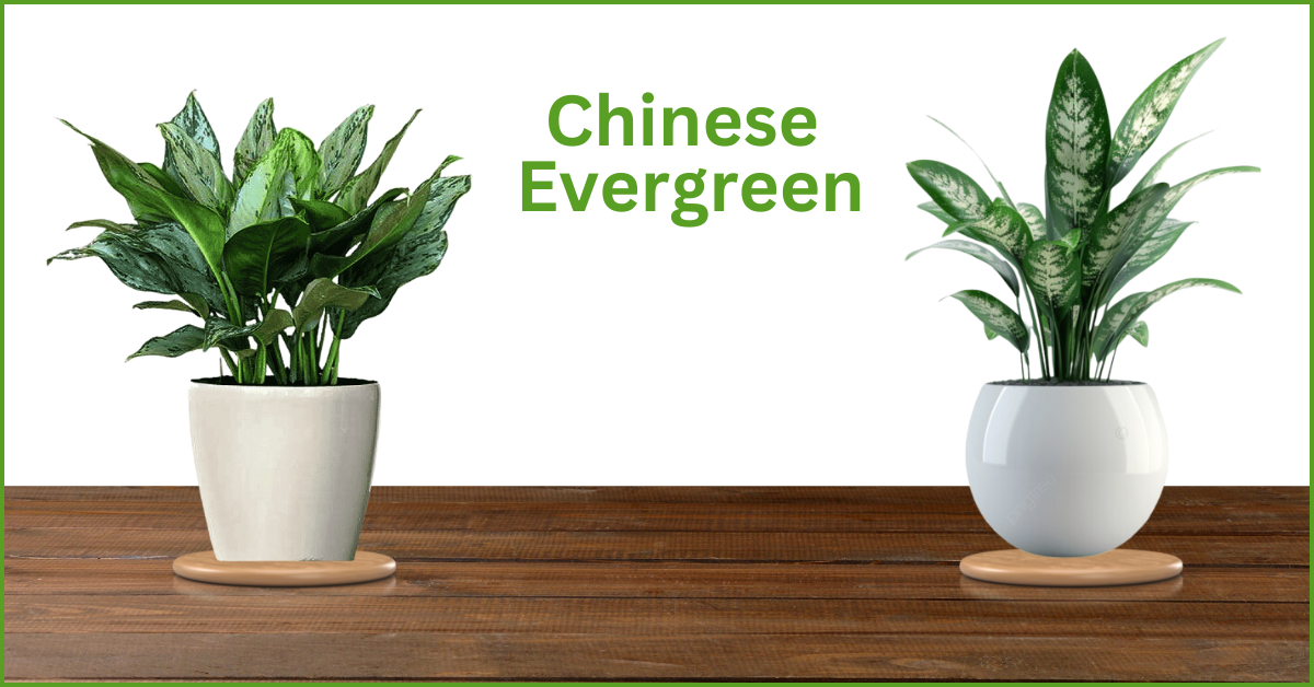 Chinese-Evergreen.