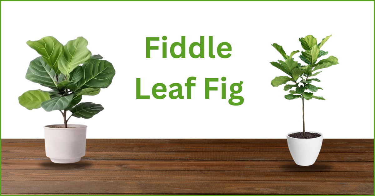 Fiddle Leaf Fig 