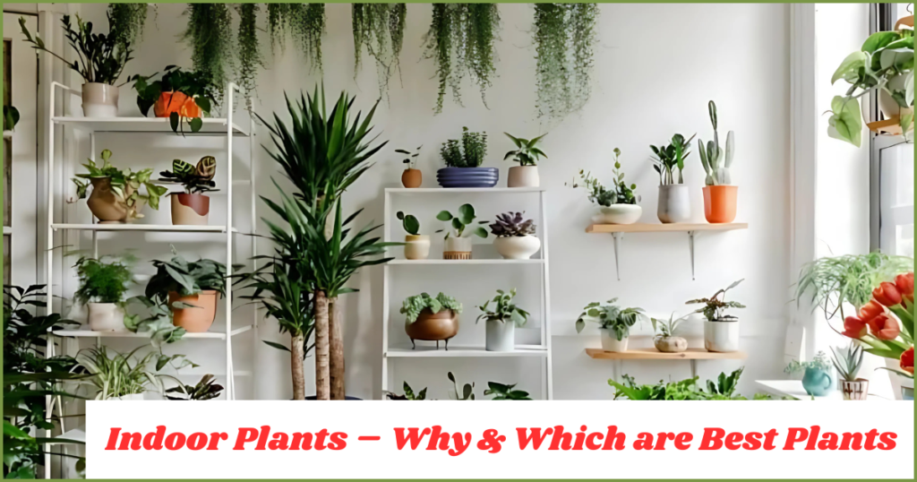 Indoor Plants