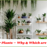 Indoor Plants