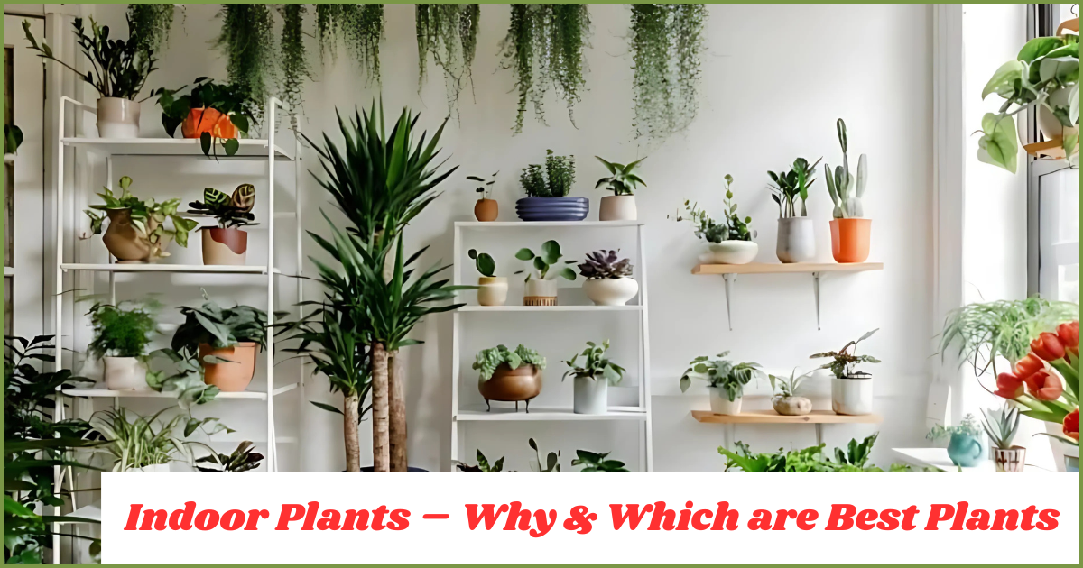 Blog 54 Indoor Plants: Why You Need Them & The Best Ones to Grow at Home