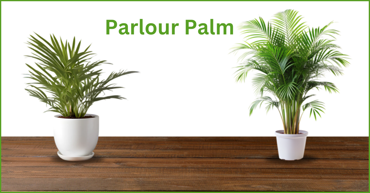 Parlour Palm