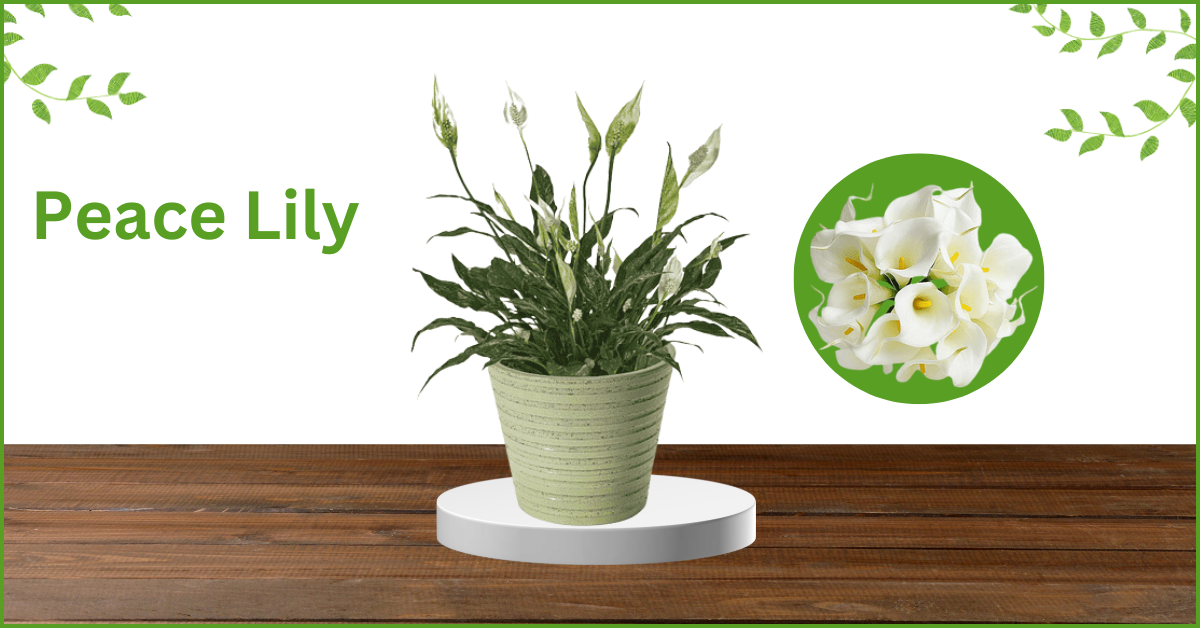 Peace Lily
