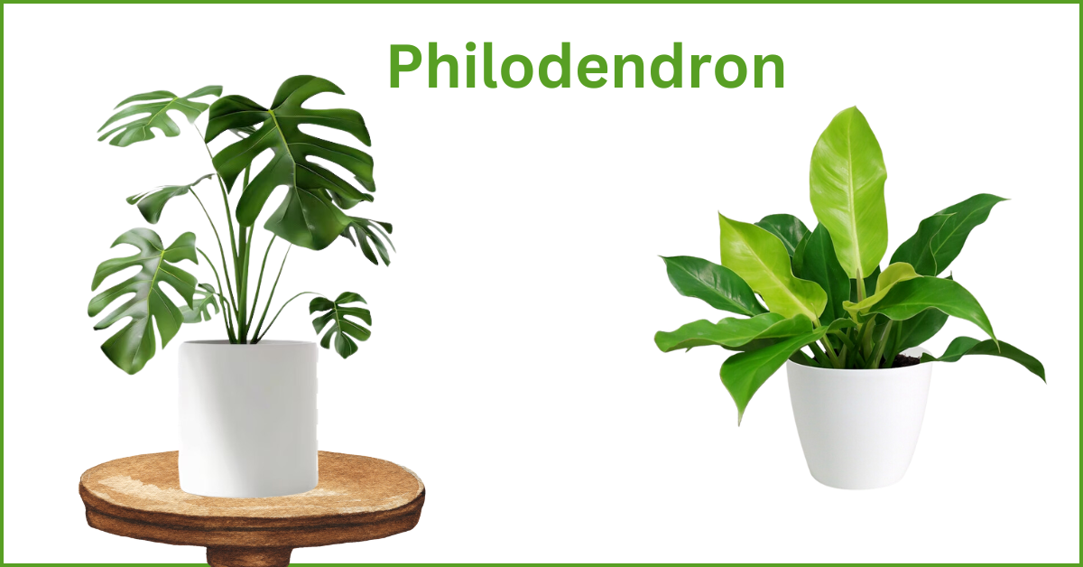 indoor plant
