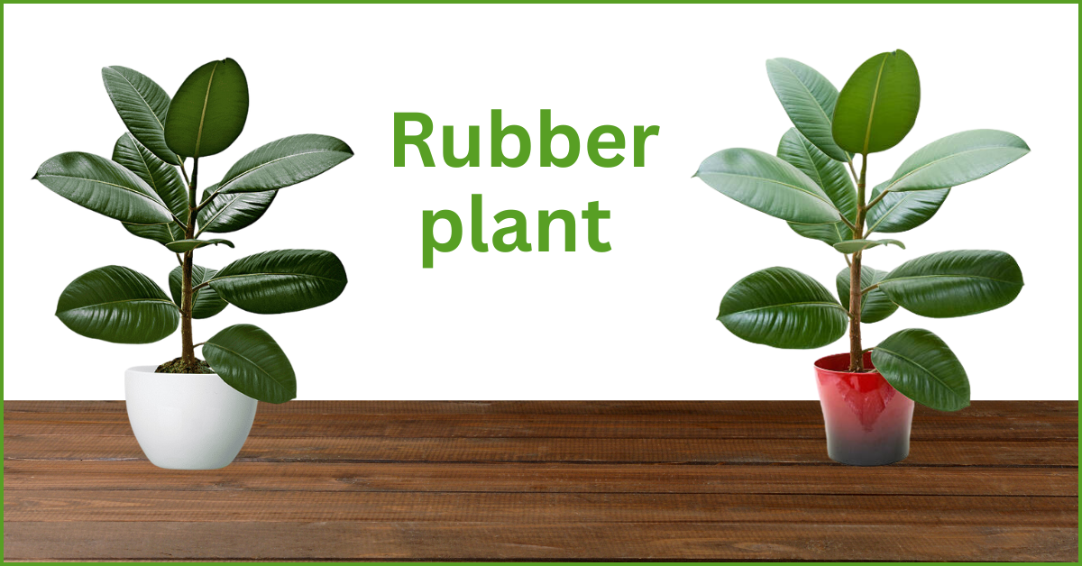 Rubber plants
