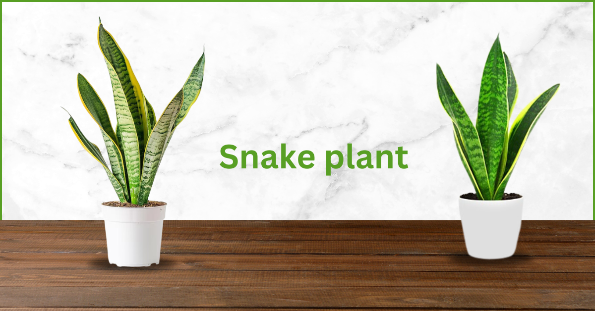 Snake plants