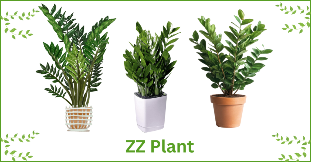 ZZ Plant