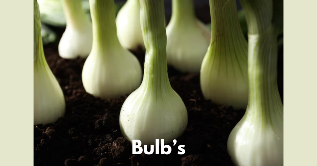The Stem Morphology in Flowering Plants 4 Bulbs