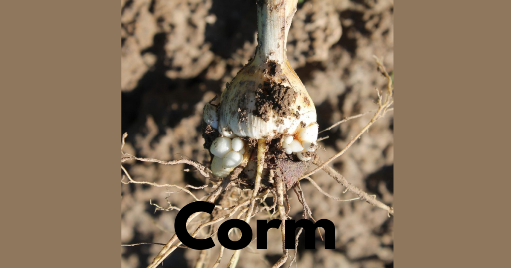 The Stem Morphology in Flowering Plants 5 Corm