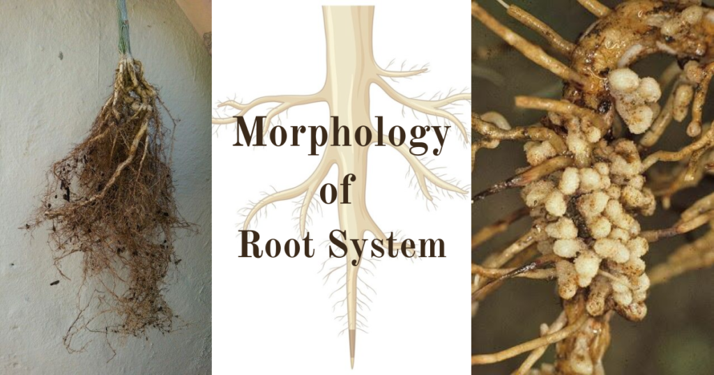 Morphology of Flowering Plants - Root System