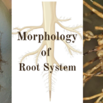 Morphology of Flowering Plants - Root System