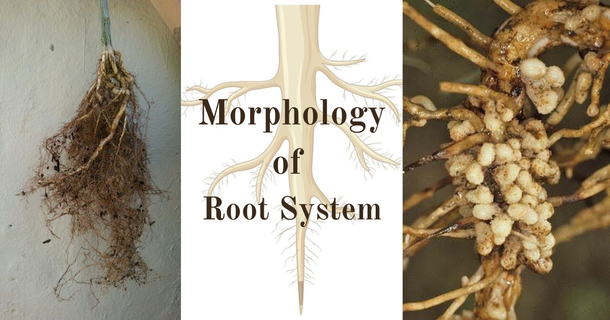 Blog 53 Morphology of Flowering Plants - Root System