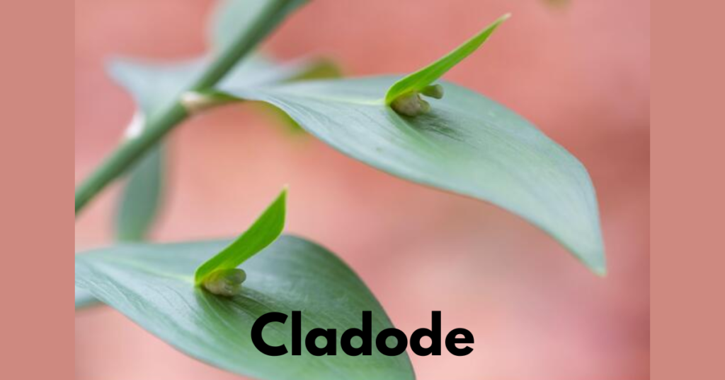 The Stem Morphology in Flowering Plants 13 Phylloclad 1