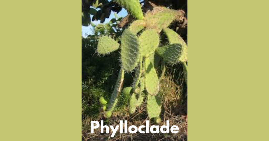 The Stem Morphology in Flowering Plants 12 Phylloclad