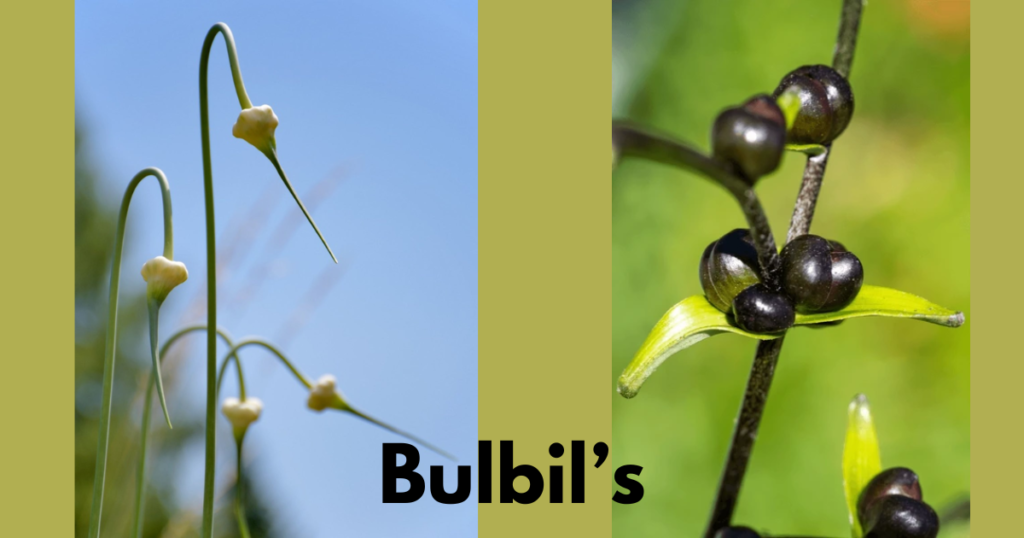 The Stem Morphology in Flowering Plants 14 Phylloclad 2