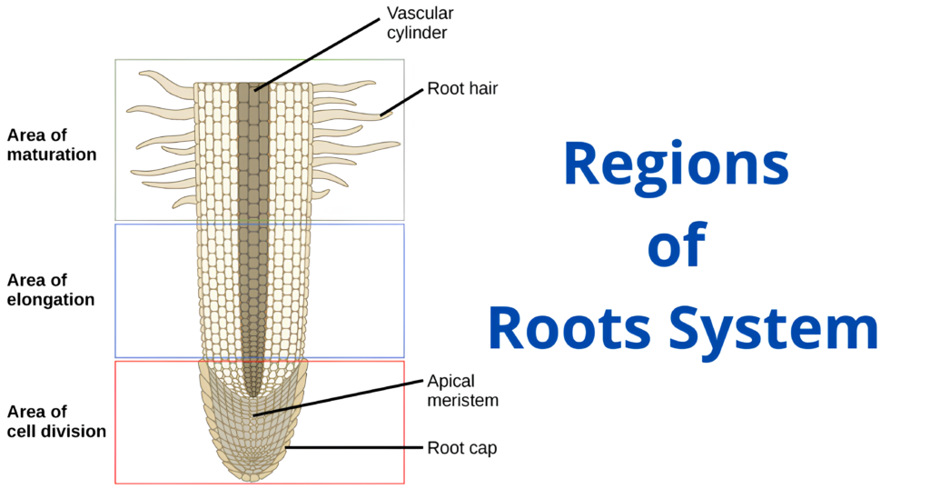 The Roots Morphology of the Flowering Plants 2 Regions of Roots System 1