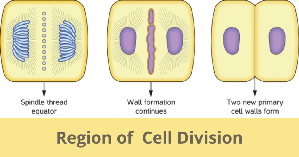 The Roots Morphology of the Flowering Plants 4 Regoion of Root cap 1