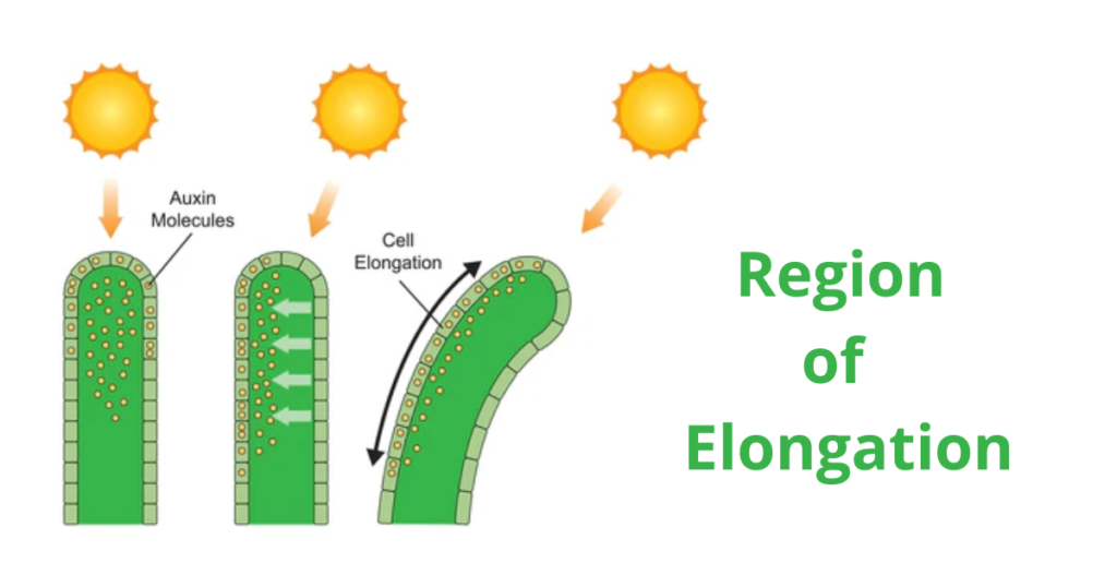 The Roots Morphology of the Flowering Plants 5 Regoion of Root cap 2