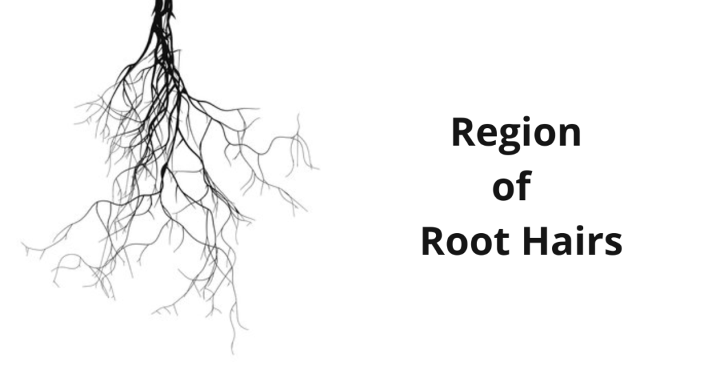 The Roots Morphology of the Flowering Plants 6 Regoion of Root cap 3