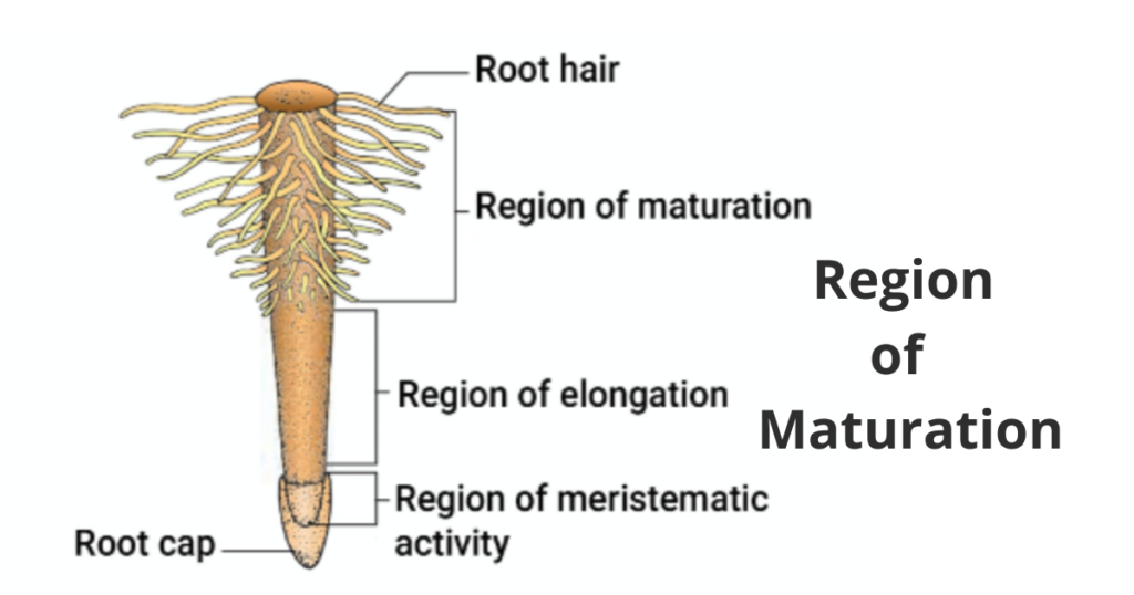 The Roots Morphology of the Flowering Plants 7 Regoion of Root cap 4