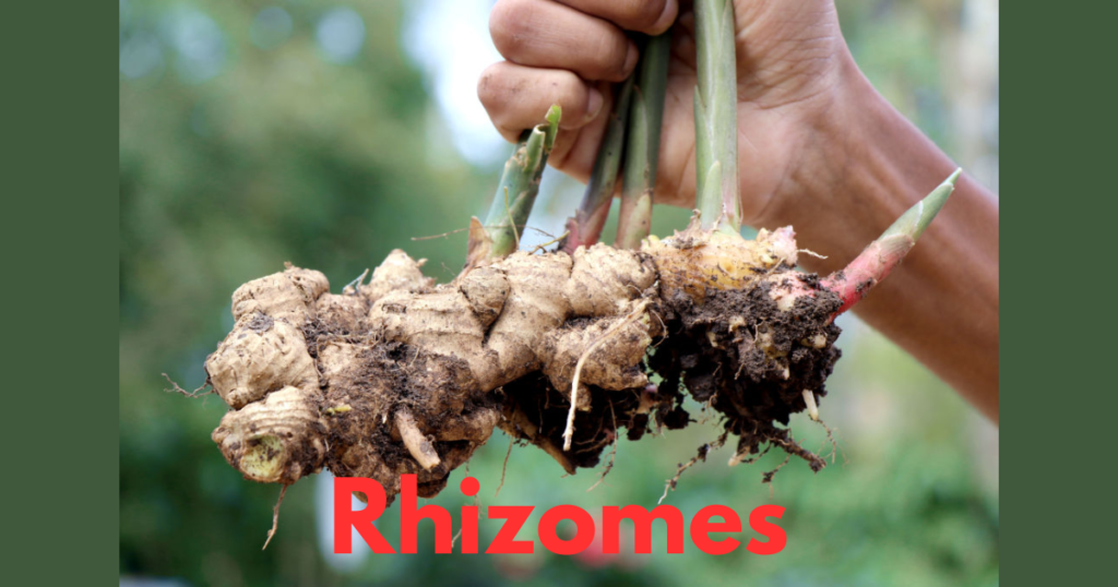 The Stem Morphology in Flowering Plants 3 Rhizomes