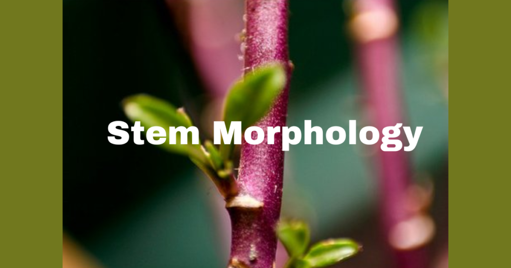 Flowering Plants -The Stem Morphology