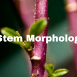 Flowering Plants -The Stem Morphology