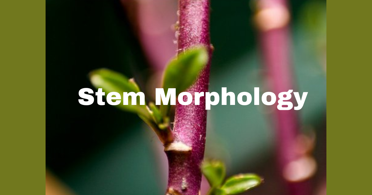 The Stem Morphology in Flowering Plants