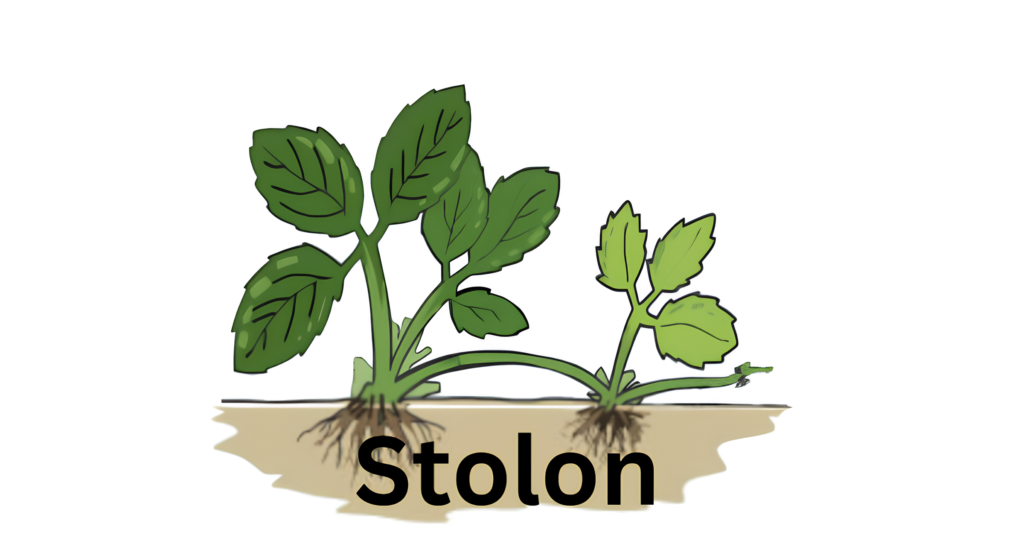 The Stem Morphology in Flowering Plants 6 Stolon 1