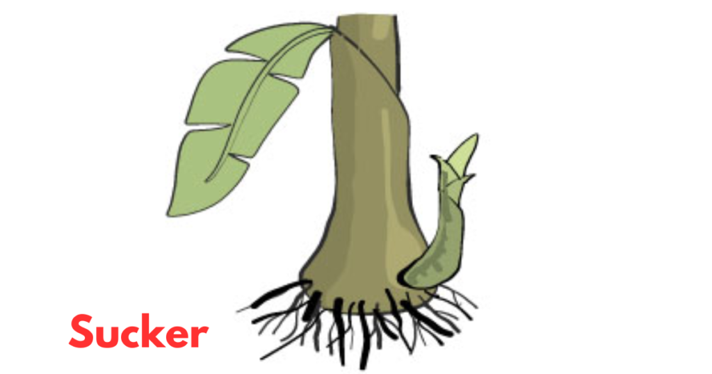 The Stem Morphology in Flowering Plants 9 Sucker