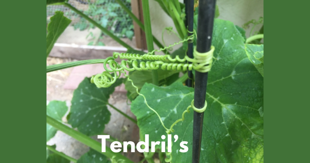 The Stem Morphology in Flowering Plants 11 Tendrils