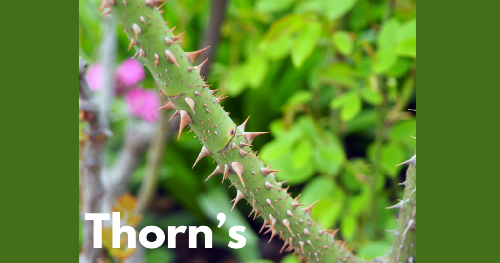 The Stem Morphology in Flowering Plants 10 Thorns