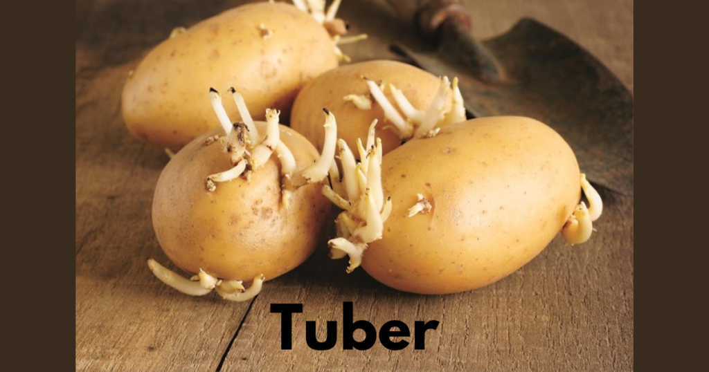 The Stem Morphology in Flowering Plants 7 Tuber