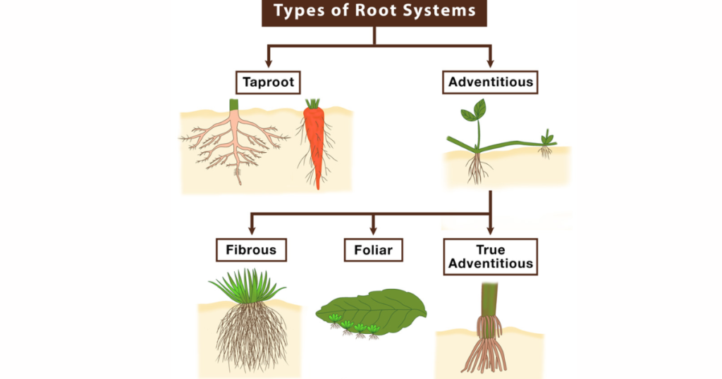 The Roots Morphology of the Flowering Plants 8 Untitled design 33