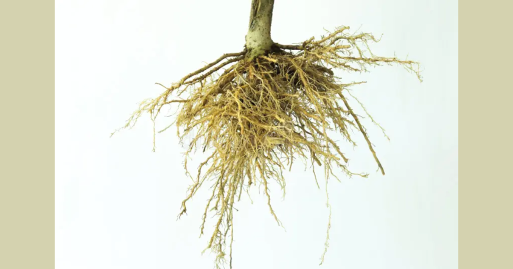 The Roots Morphology of the Flowering Plants 10 Untitled design 35