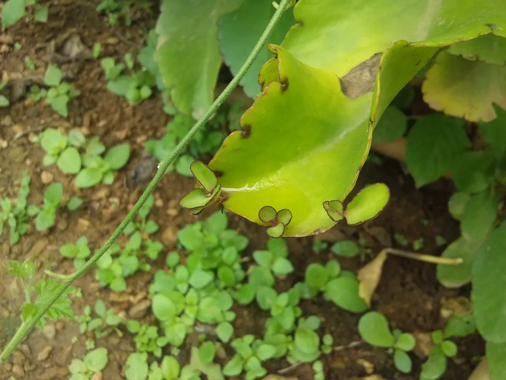 PATTHARCHATTA : Exploring Properties, Uses, Benefits, Side Effects and More 3 image 1
