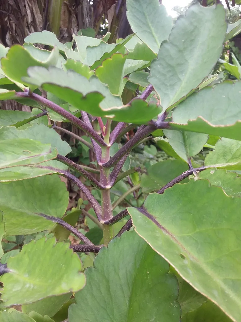 PATTHARCHATTA : Exploring Properties, Uses, Benefits, Side Effects and More 4 image 2