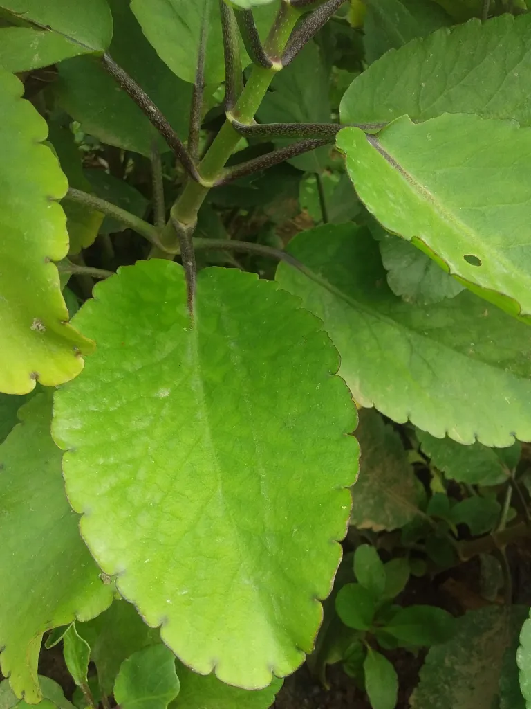 PATTHARCHATTA : Exploring Properties, Uses, Benefits, Side Effects and More 5 image 3