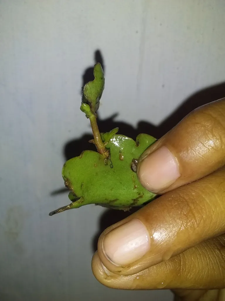 PATTHARCHATTA : Exploring Properties, Uses, Benefits, Side Effects and More 2 image