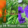 The Top 10 Winter Plants In India