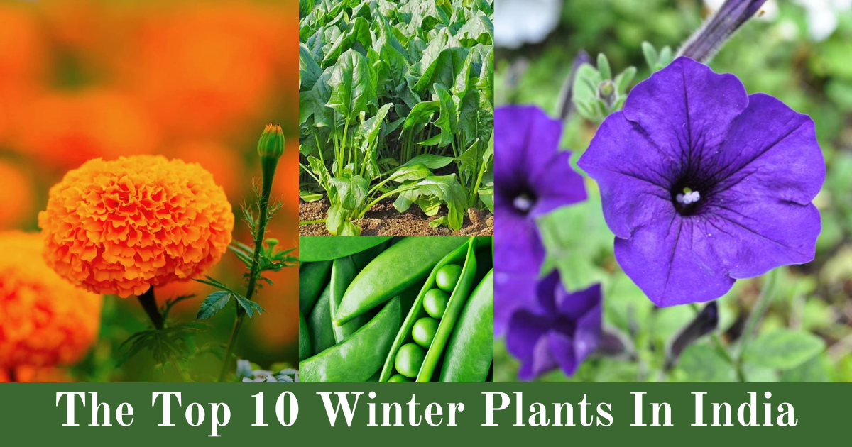 The Top 10 Winter Plants In India