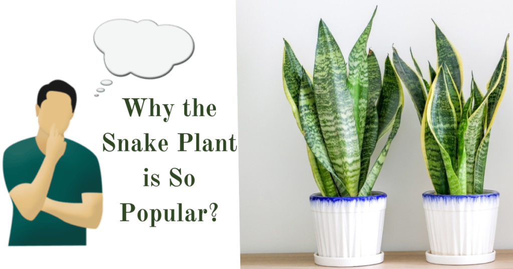 Why The Snake Plant is so popular.