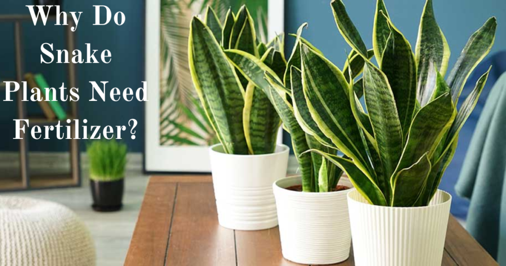 Fertilizer for Snake Plants - A Complete Guide for Beginners 3 Add a subheading 3
