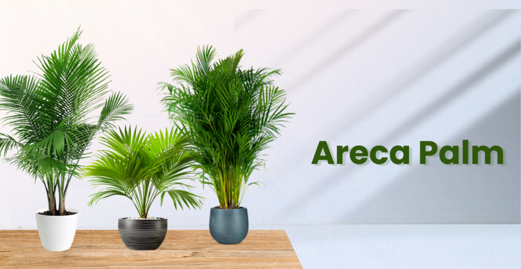 Areca Palm