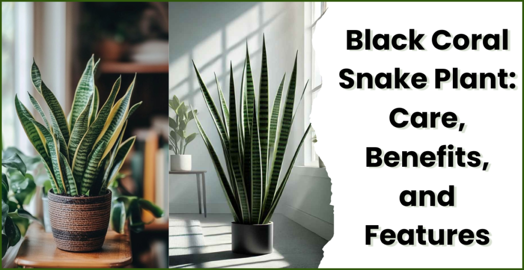 black coral snake plant