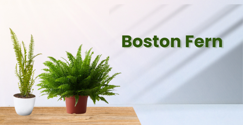 Boston Fern