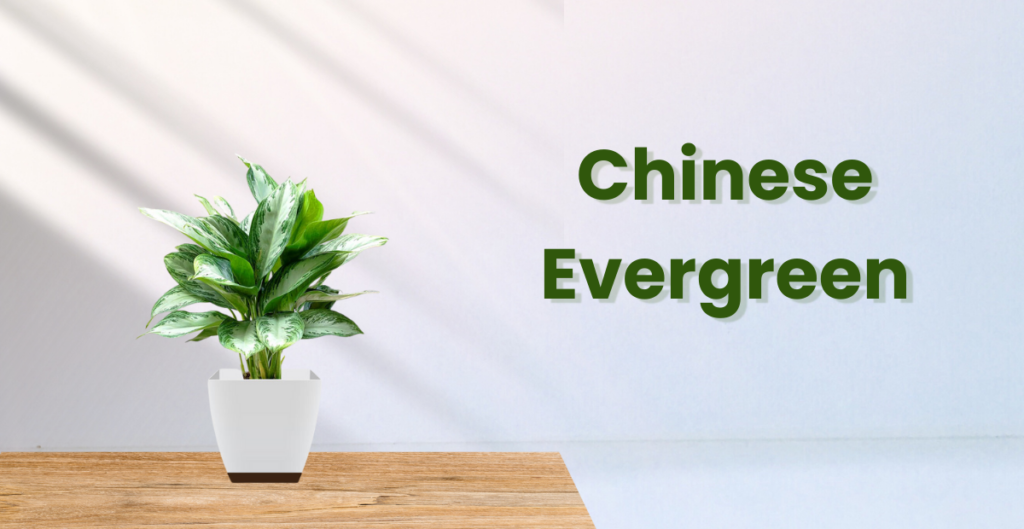 Chinese Evergreen